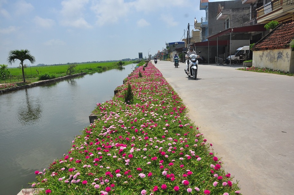 Chiêm ngưỡng vẻ đẹp của con đường hoa mười giờ đẹp nhất Việt Nam - 14 Khi những hình ảnh con đường hoa mười giờ ở Nam Định được đăng tải trên mạng, nhiều người tỏ ra thích thú và ví đây là những con đường hoa đẹp nhất Việt Nam. Thậm chí, nhiều bạn trẻ, khách du lịch cũng tranh thủ về đây chụp ảnh, chiêm ngưỡng những cung đường hoa rực rỡ.