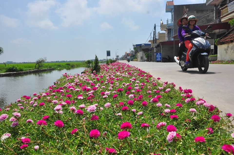 Chiêm ngưỡng vẻ đẹp của con đường hoa mười giờ đẹp nhất Việt Nam - 9 Khung cảnh làng quê Bắc Bộ yên bình, nên thơ với những con đường rực rỡ sắc hoa mười giờ