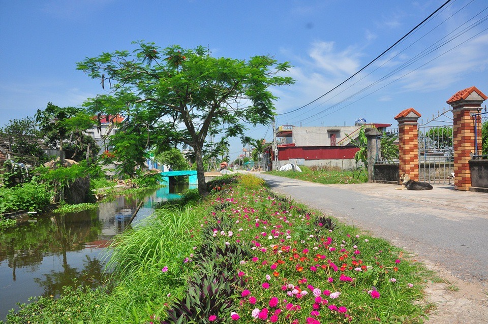 Chiêm ngưỡng vẻ đẹp của con đường hoa mười giờ đẹp nhất Việt Nam - 8 Nhiều người dân ở đây cho biết, mục đích chính của việc trồng hoa mười giờ trên các đoạn đường, ngõ nhỏ là để làm mới, làm đẹp cho không gian sống của họ.