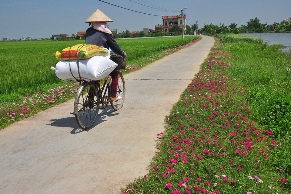 Chiêm ngưỡng vẻ đẹp của con đường hoa mười giờ đẹp nhất Việt Nam - 4 Một đoạn đường ngập tràn sắc hoa mười giờ thuộc địa bàn xóm 11, xã Hải Lộc. Đây là một trong những xã đạt tiêu chuẩn nông thôn mới của huyện Hải Hậu, với 100% hệ thống đường ngõ bê tông sạch sẽ.