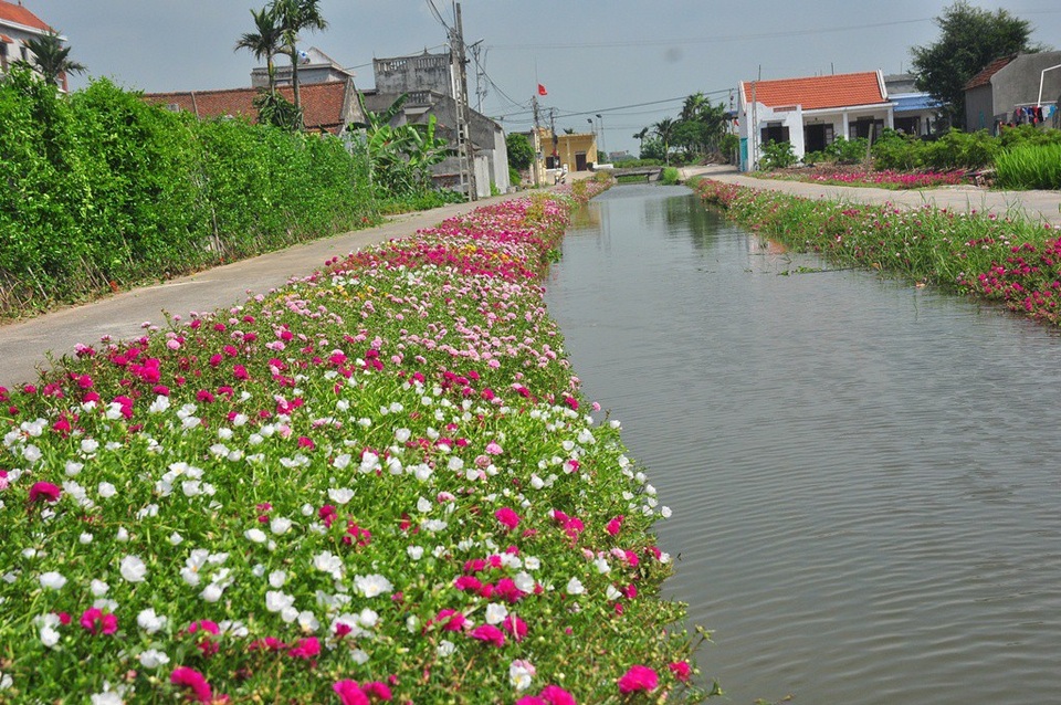 Chiêm ngưỡng vẻ đẹp của con đường hoa mười giờ đẹp nhất Việt Nam - 10 Chiêm ngưỡng vẻ đẹp của con đường hoa mười giờ đẹp nhất Việt Nam - 10