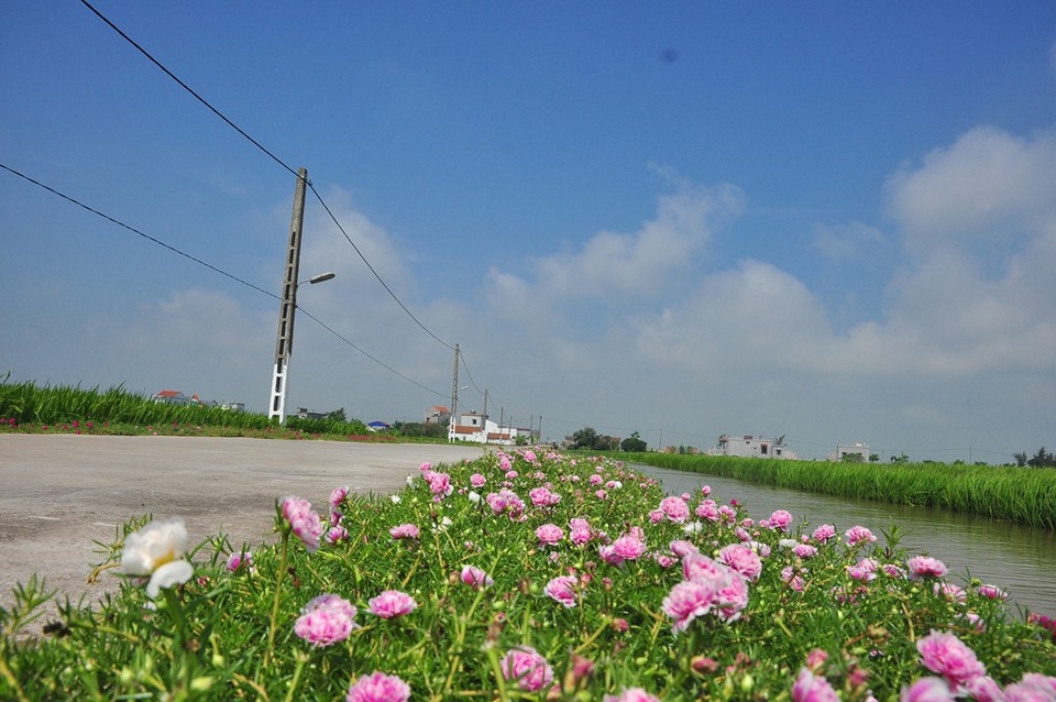 Chiêm ngưỡng vẻ đẹp của con đường hoa mười giờ đẹp nhất Việt Nam - 6 Loại hoa này rất dễ trồng và chăm sóc, mọc sát với nhau thành từng đám