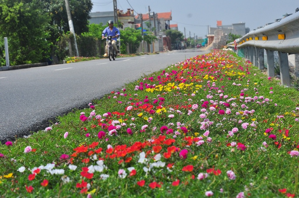 Chiêm ngưỡng vẻ đẹp của con đường hoa mười giờ đẹp nhất Việt Nam - 3 Trên những con đường của xã, làng được bà con làm sạch cỏ sau đó phủ kín các loại hoa mười giờ đủ sắc màu.