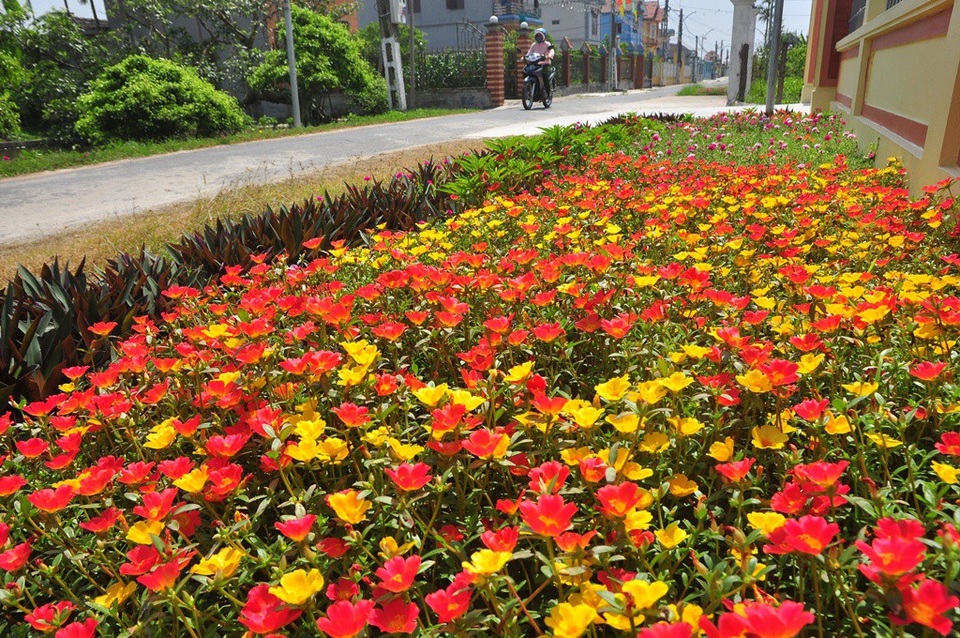 Chiêm ngưỡng vẻ đẹp của con đường hoa mười giờ đẹp nhất Việt Nam - 11 Bên cạnh cây hoa mười giờ mọi người hay thấy, một loại cây có hoa to được nhập nội trồng làm hoa kiểng có nhiều màu sắc gọi là hoa mười giờ Thái Lan.