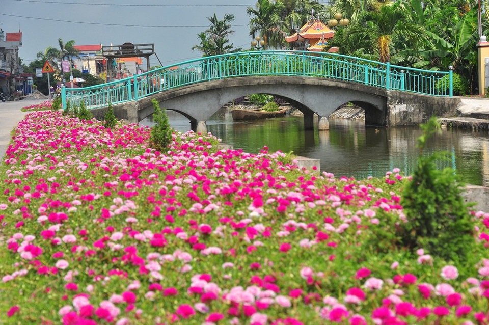 Chiêm ngưỡng vẻ đẹp của con đường hoa mười giờ đẹp nhất Việt Nam - 2 Hoa mười giờ được người dân trồng nhiều ở các xã như Hải Lộc, Hải Quang, Hải Thanh, Hải Hà… Đây là sản phẩm của phong trào Nông thôn mới được Hội phụ nữ huyện, xã phát động cách đây 3 năm và được bà con ủng hộ, triển khai.