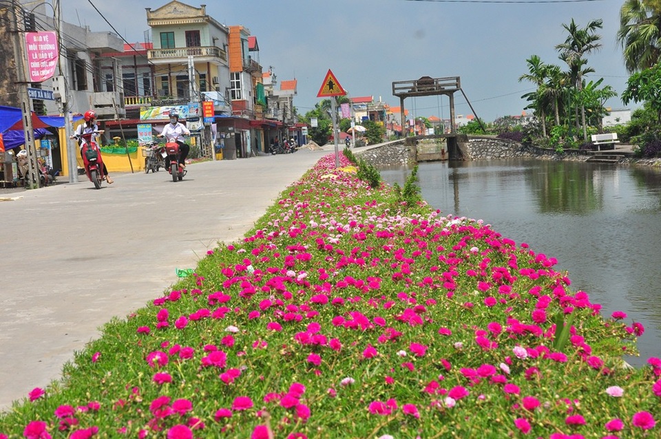 Chiêm ngưỡng vẻ đẹp của con đường hoa mười giờ đẹp nhất Việt Nam - 1 Đến hẹn lại lên, cứ vào khoảng những ngày cuối tháng 5, đầu tháng 6 nhiều con đường làng quê ở huyện Hải Hậu (Nam Định) lại rực rỡ sắc hoa mười giờ. Những cung đường hoa đẹp đến nao lòng tôn thêm vẻ lãng mạn, nên thơ cho vùng quê này.