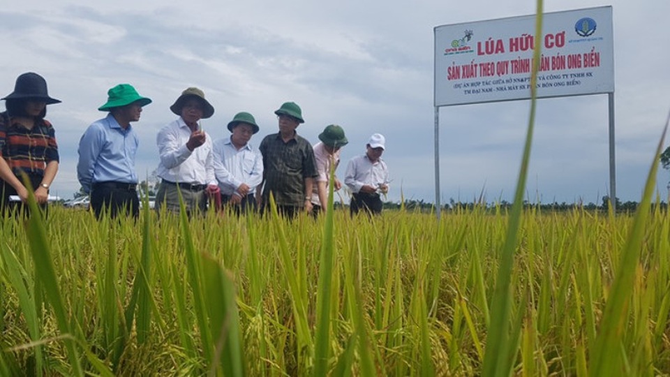Quảng Trị: Tái cơ cấu nông nghiệp, nhân rộng nhiều cây trồng giá trị kinh tế cao - 1 Mô hình sản xuất lúa hữu cơ cho năng suất cao