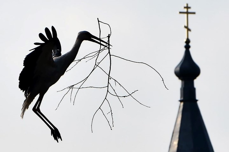 Những bức ảnh động vật đẹp mê hoặc như tranh vẽ trên toàn cầu - 2