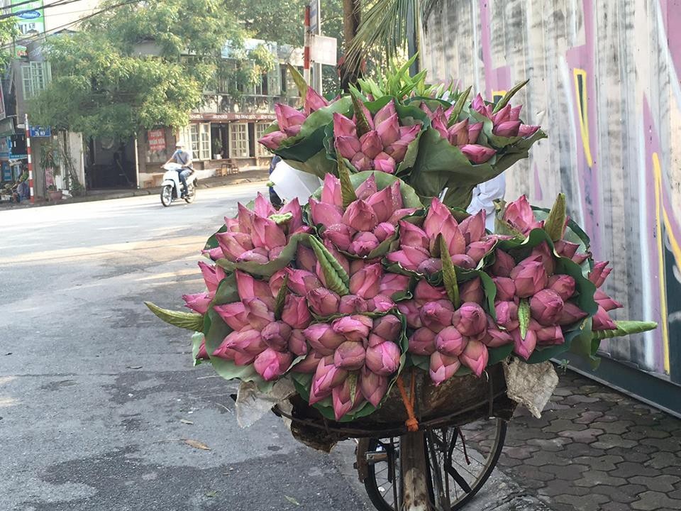 Mùa sen Hà thành - gánh hàng rong kiếm tiền triệu mỗi ngày nhờ thú chơi tao nhã - 2 Mùa sen Hà thành - gánh hàng rong kiếm tiền triệu mỗi ngày nhờ thú chơi tao nhã - 2