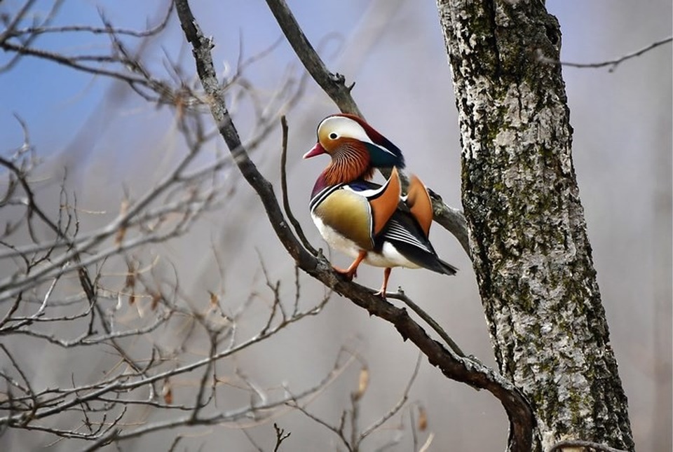 Những bức ảnh động vật đẹp mê hoặc như tranh vẽ trên toàn cầu - 11