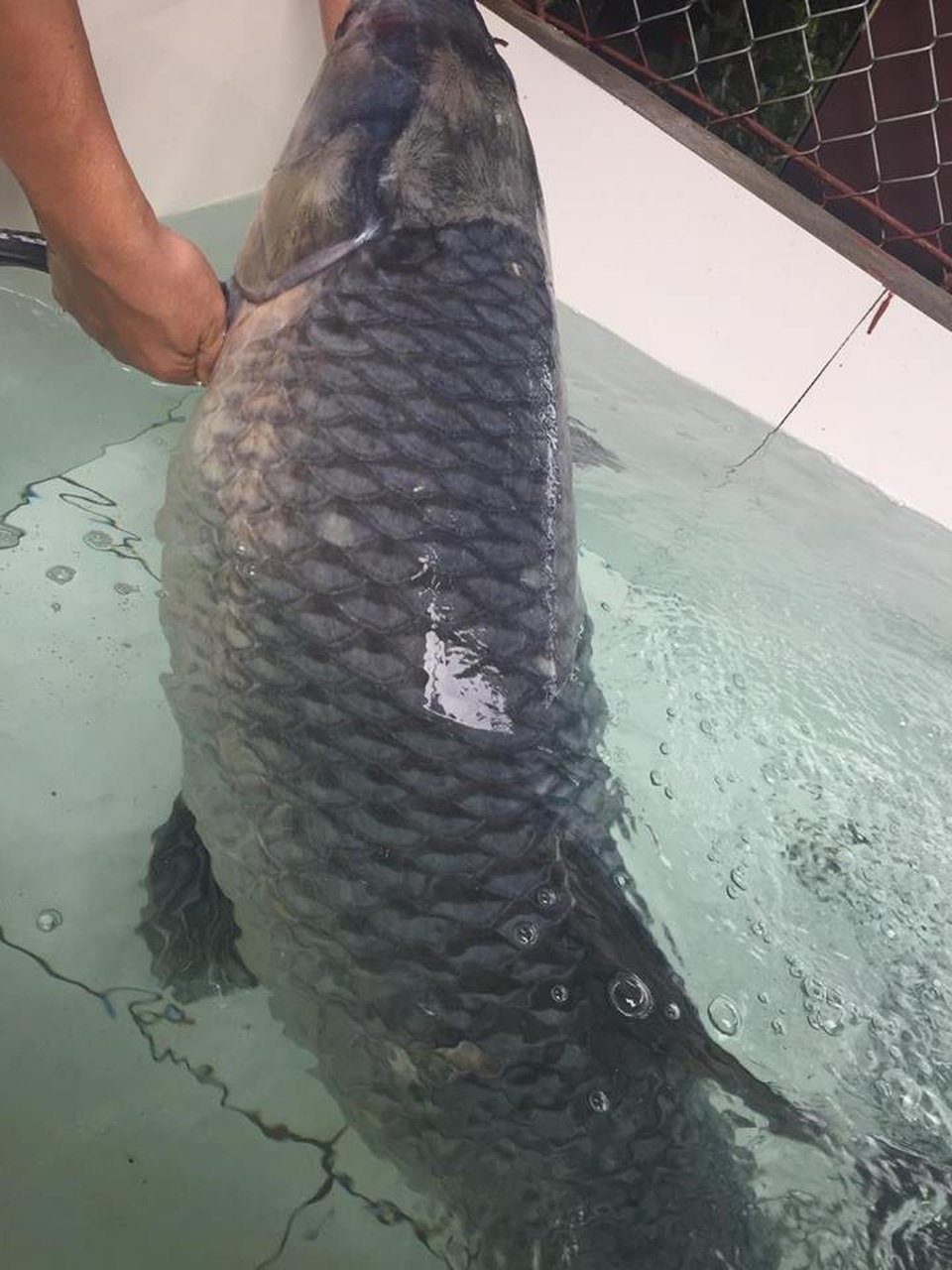 Trắm đen khổng lồ to hơn người: Huyền thoại "thủy quái" hồ Thác Bà - 11
Tối 6/7/2017, một ngư dân ở địa phương đã đem lưới cao màn (lưới dù có 3 lớp lưới) ra đánh cá ở hồ Thác Bà. Đến sáng 7/7/2017, ngư dân này đi thu lưới đã phát hiện một con cá trắm đen lớn.