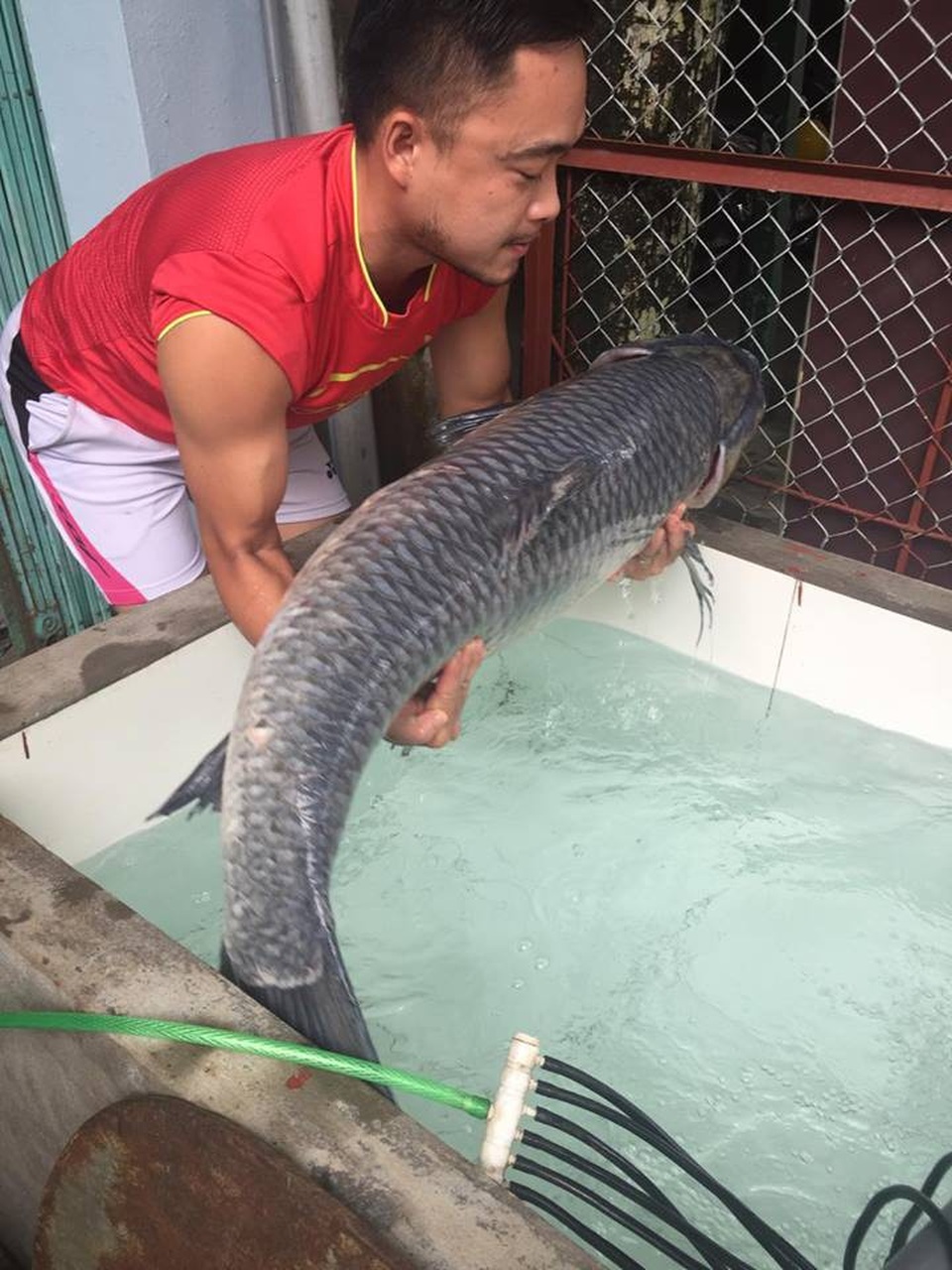 Trắm đen khổng lồ to hơn người: Huyền thoại "thủy quái" hồ Thác Bà - 12
Con cá nặng 30kg, dài 1,2m.