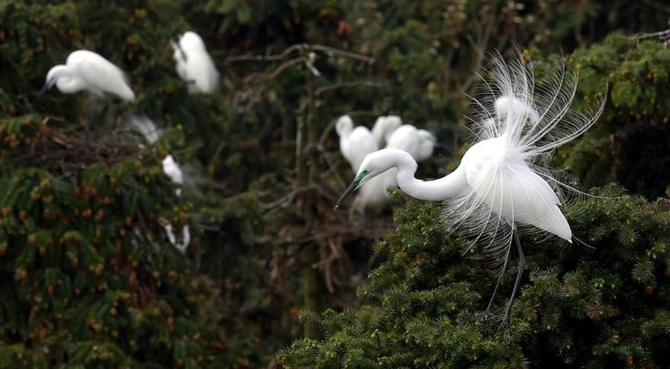 Đàn diệc trắng trong một khu rừng ở Trung Quốc. Ảnh: Tân Hoa Xã./.