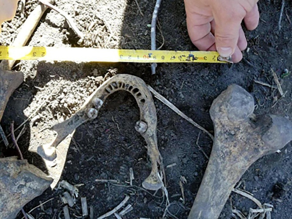 Xới đất trồng khoai tây trong vườn, đào được... chồng cũ của vợ - 2 Người đàn ông đã mất tích 21 năm trước mà không ai biết anh ta bị vợ giết hại