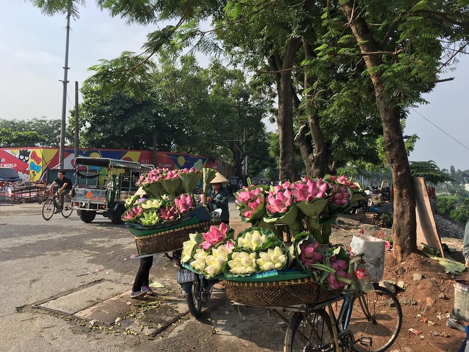 Mùa sen Hà thành - gánh hàng rong kiếm tiền triệu mỗi ngày nhờ thú chơi tao nhã - 4 Mùa sen Hà thành - gánh hàng rong kiếm tiền triệu mỗi ngày nhờ thú chơi tao nhã - 4