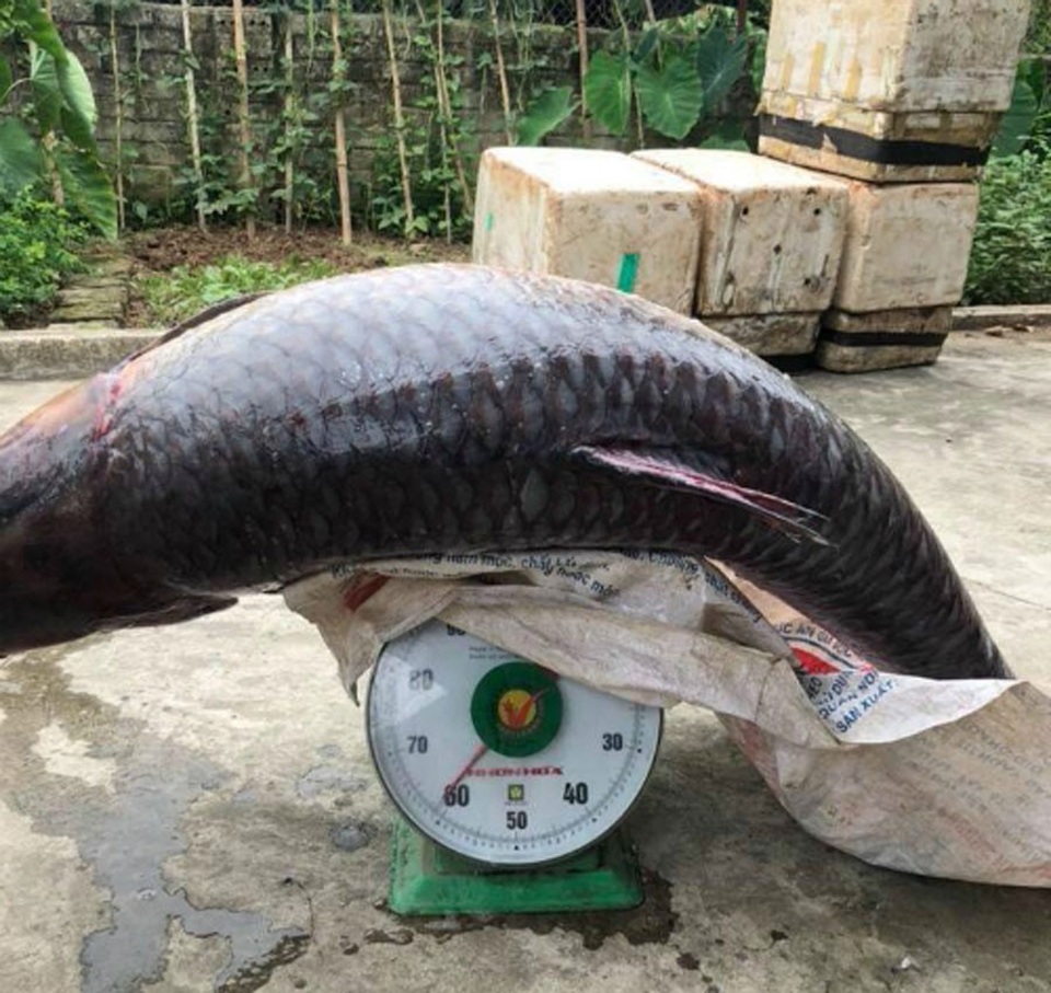 Trắm đen khổng lồ to hơn người: Huyền thoại "thủy quái" hồ Thác Bà - 4
Con cá trắm đen nặng tới hơn 60kg, thuộc dạng kỷ lục từ trước đến nay.