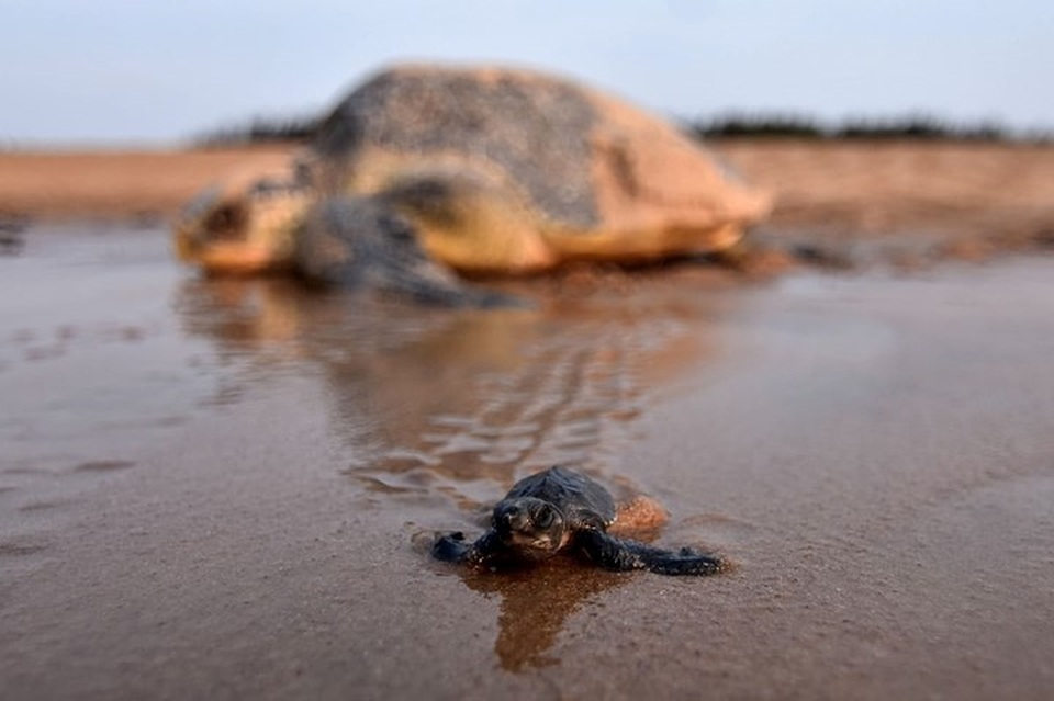 Những bức ảnh động vật đẹp mê hoặc như tranh vẽ trên toàn cầu - 5