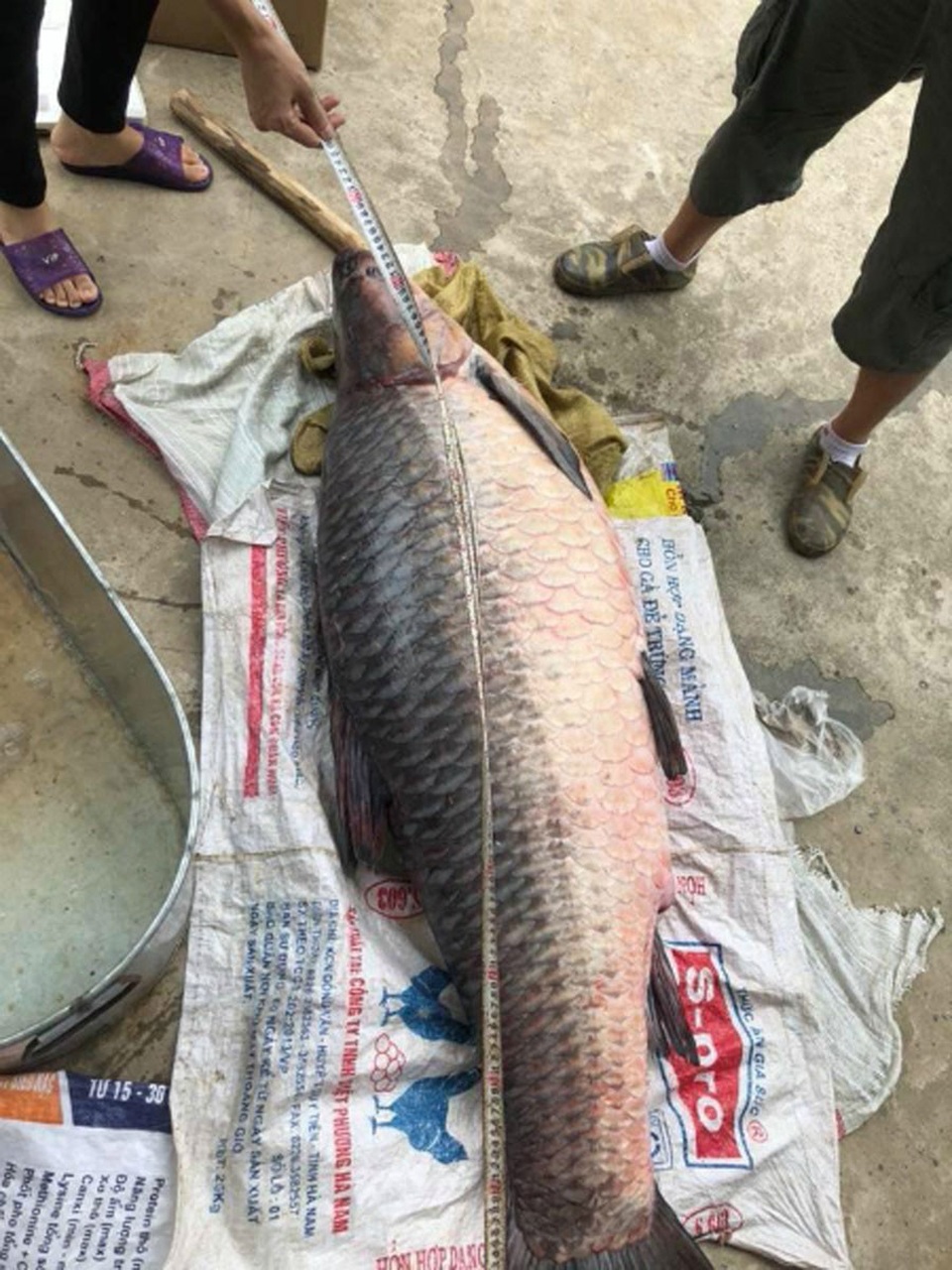 Trắm đen khổng lồ to hơn người: Huyền thoại "thủy quái" hồ Thác Bà - 5 Trắm đen khổng lồ to hơn người: Huyền thoại "thủy quái" hồ Thác Bà - 5