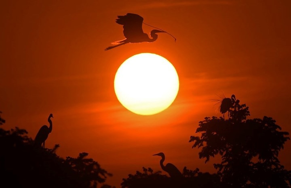 Những bức ảnh động vật đẹp mê hoặc như tranh vẽ trên toàn cầu - 6