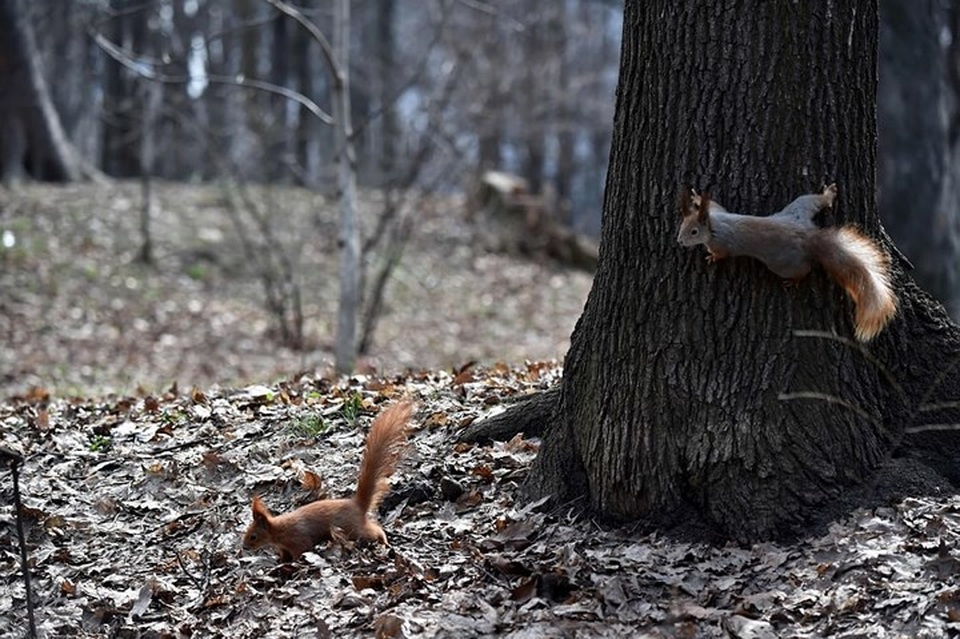 Những bức ảnh động vật đẹp mê hoặc như tranh vẽ trên toàn cầu - 7