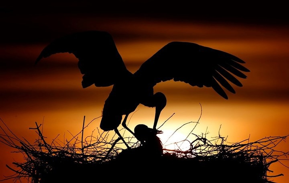 Những bức ảnh động vật đẹp mê hoặc như tranh vẽ trên toàn cầu - 8