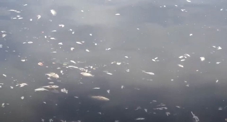 Đà Nẵng: Cá chết nổi đầy mặt sông Phú Lộc - 1 Các chết nổi đầy mặt sông Phú Lộc sáng nay 9/6