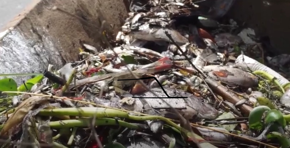 Đà Nẵng: Cá chết nổi đầy mặt sông Phú Lộc - 2 Xác cá ứ đọng bốc mùi hôi thối