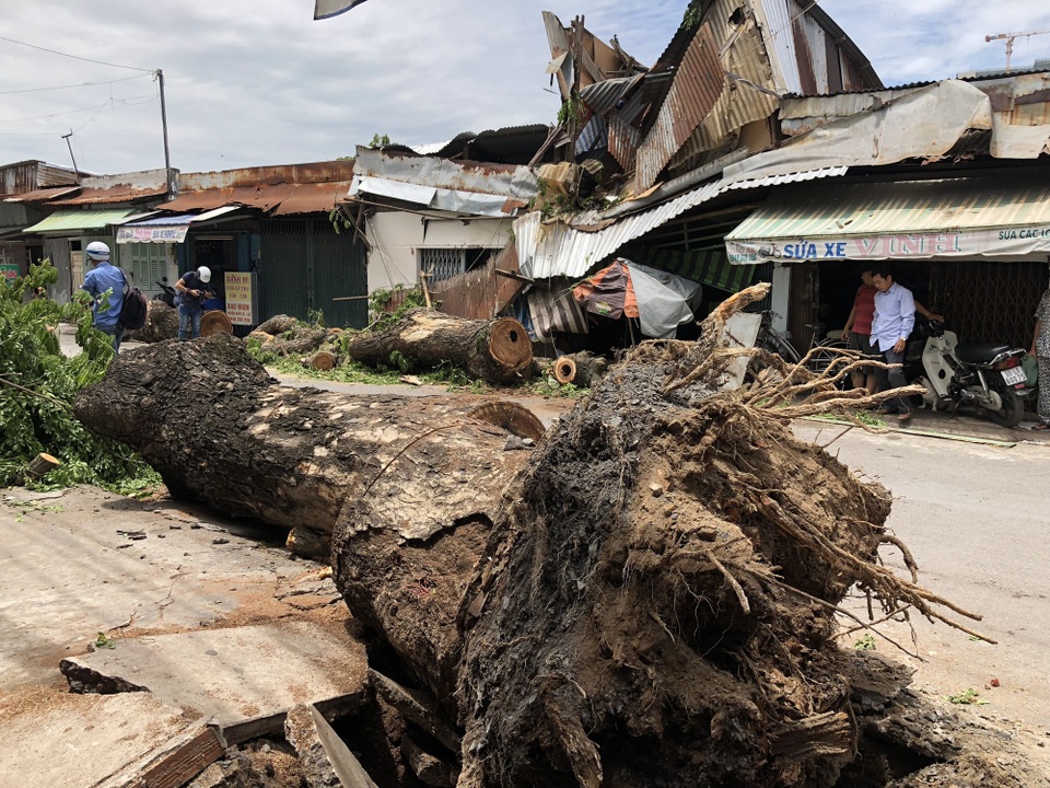 
Cây cổ thụ 100 tuổi đổ ra đường, đè lên nhà dân lúc sáng sớm
