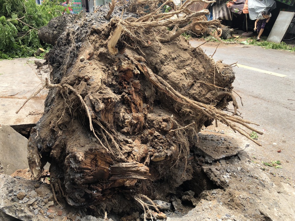 Phần rễ cây mục nát