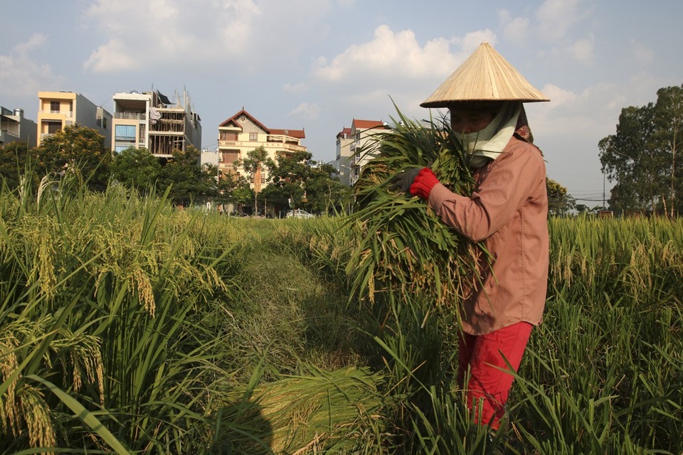 Gặt lúa dưới chân những tòa chung cư ở Hà Nội - 10
Tại khu Mậu Lương, lúa chín nhưng không thuê được máy gặt, nhiều gia đình phải thuê người gặt.