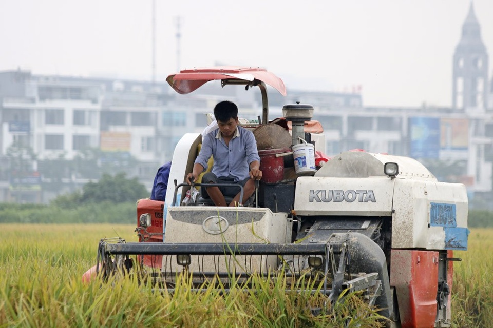 Gặt lúa dưới chân những tòa chung cư ở Hà Nội - 2
Cánh đồng nằm ngay cạnh khu đô thị Văn Phú với các tòa nhà cao tầng vẫn đang tiếp tục mở rộng.
