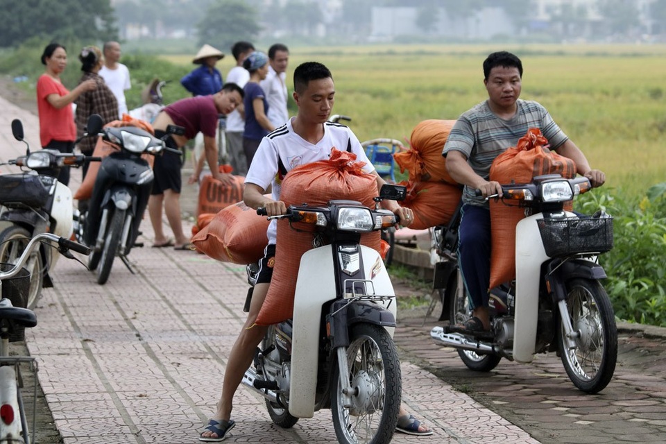 Gặt lúa dưới chân những tòa chung cư ở Hà Nội - 7
Bốn sào ruộng nhà bà Nhương đã gặp xong, bà huy động con cái, anh em đi xe máy ra chở lúa về.