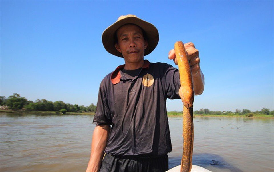 Sáng chế "độc" của thợ săn lươn: Chế sắt chữ V thu về cả triệu đồng - 5 Một con lươn khá to mắc chặt vào ngón tay