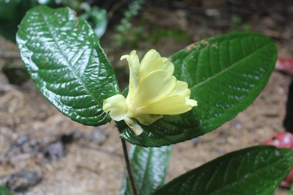 Hiện các cơ quan chức năng đang tiếp tục nghiên cứu để bảo vệ hai loài trà mi này