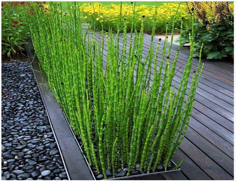 Tận mắt chứng kiến các bào tử của cây xanh đi và nhảy y hệt động vật! - 1 Tận mắt chứng kiến các bào tử của cây xanh đi và nhảy y hệt động vật! - 1
