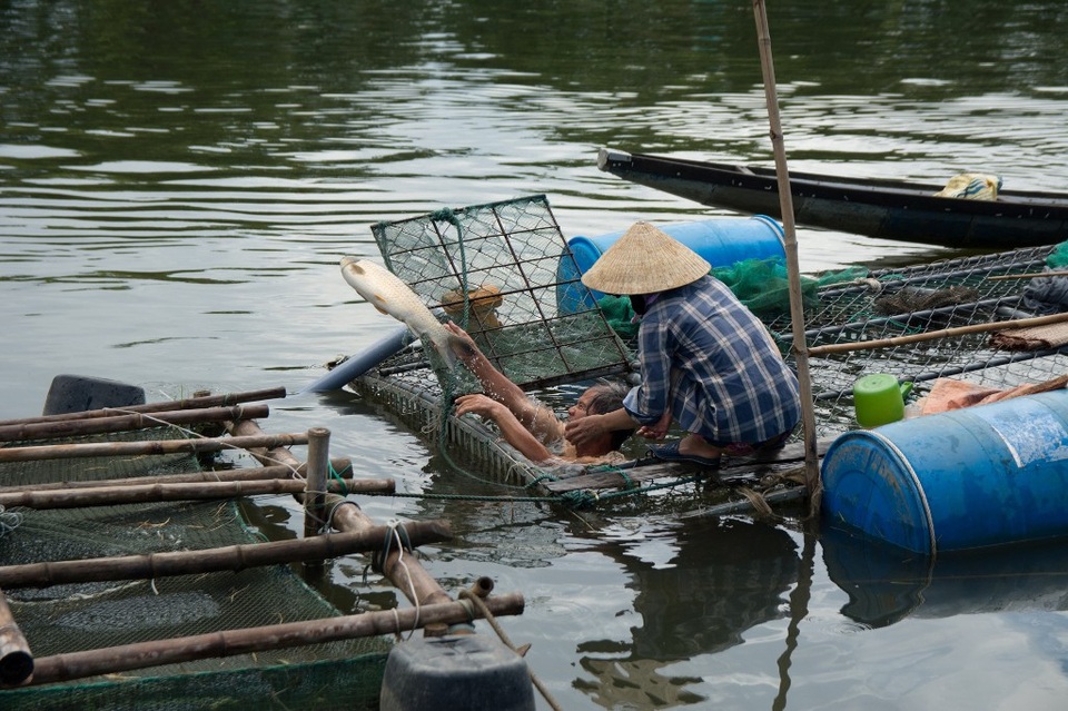 Gần chục tấn cá chết trắng trên sông Bồ - 3
Cá chết hàng loạt khiến người nuôi cá xót xa.