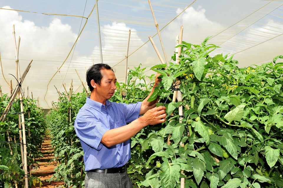 Cà chua là một trong những sản phẩm chính trong trang trại của ông Đô cung cấp cho MM Mega Market Việt Nam