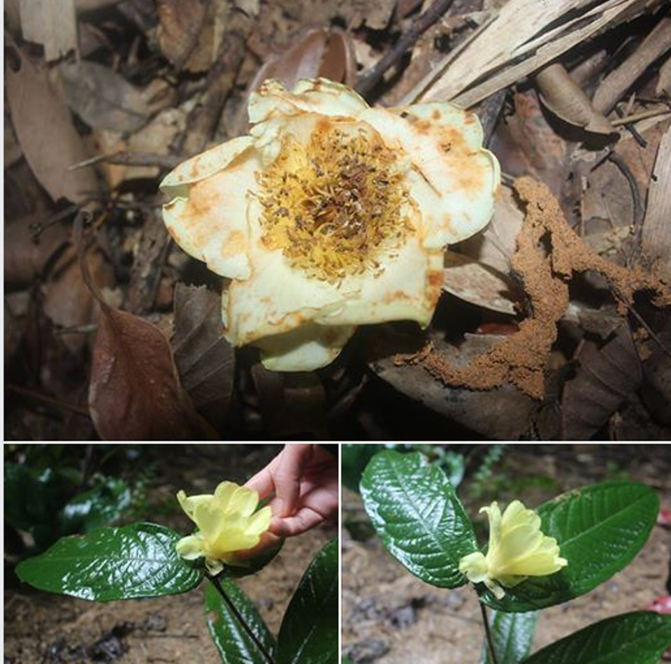 Cả 2 loài trà mi được tìm thấy đều là trà mi hoa vàng - loài được các nhà nghiên cứu trên thế giới đặc biệt quan tâm