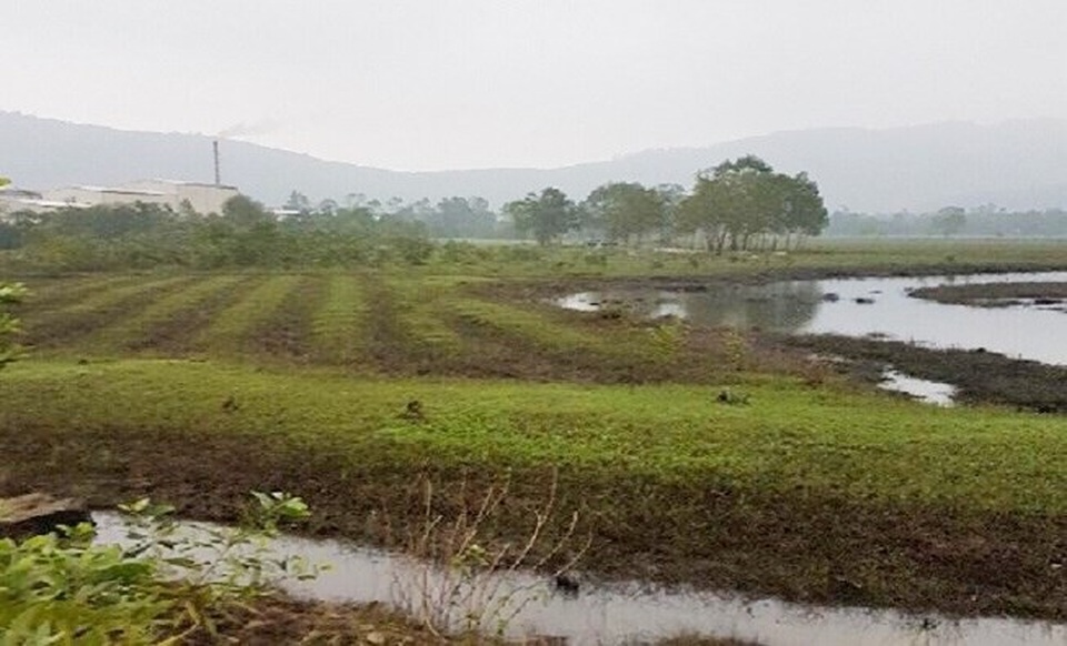 Nguyên chủ tịch xã “phù phép” chiếm hàng chục lô đất cho người nhà - 1 Các lô đất tại vùng trồng mía thôn Tam Vị, xã Lộc Tiến của bà Nguyễn Thị Hoa bị ông Hồ Hữu Phúc dùng quyền hạn của mình phù phép và chiếm rồi giao đất cho người nhà