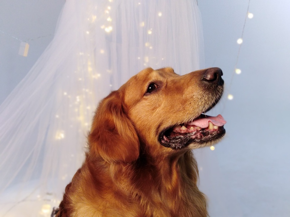 Camera của Honor 7A được đánh giá là khá hoàn hảo trong tầm giá dưới 3 triệu đồng