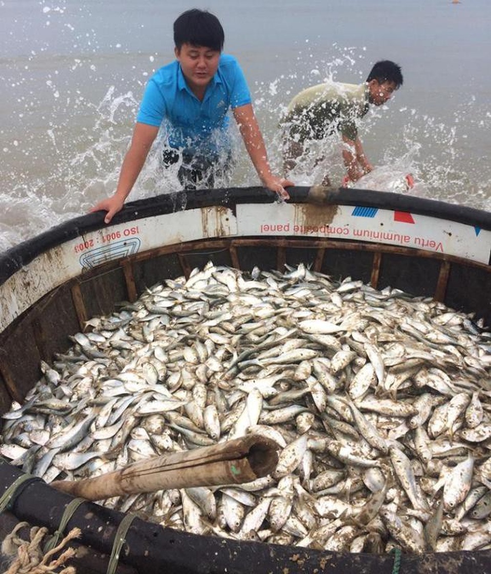 Ngư dân trúng mẻ cá “kỷ lục” sát bờ biển - 1 Ngư dân Hà Tĩnh trúng đậm mẻ cá sát bờ