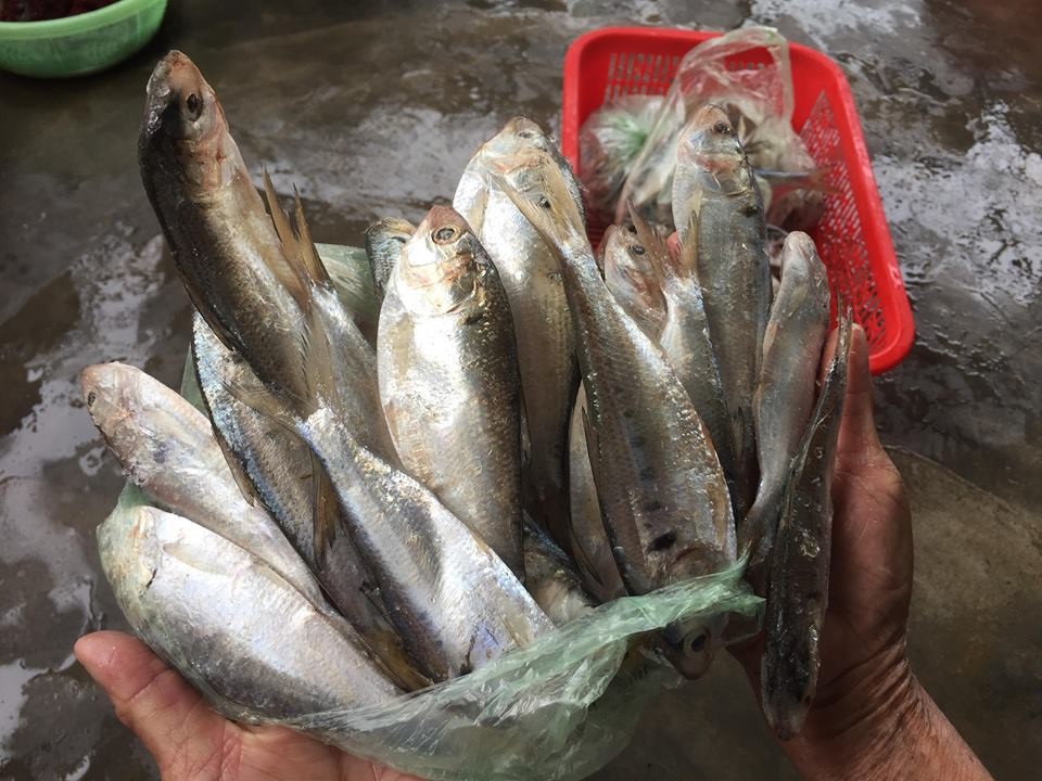 Ngư dân kể lại thời khắc phát hiện đàn cá khổng lồ - 3
Cá mòi thuộc họ cá trích, khá béo và có thể chế biến thành nhiều món ăn ngon.