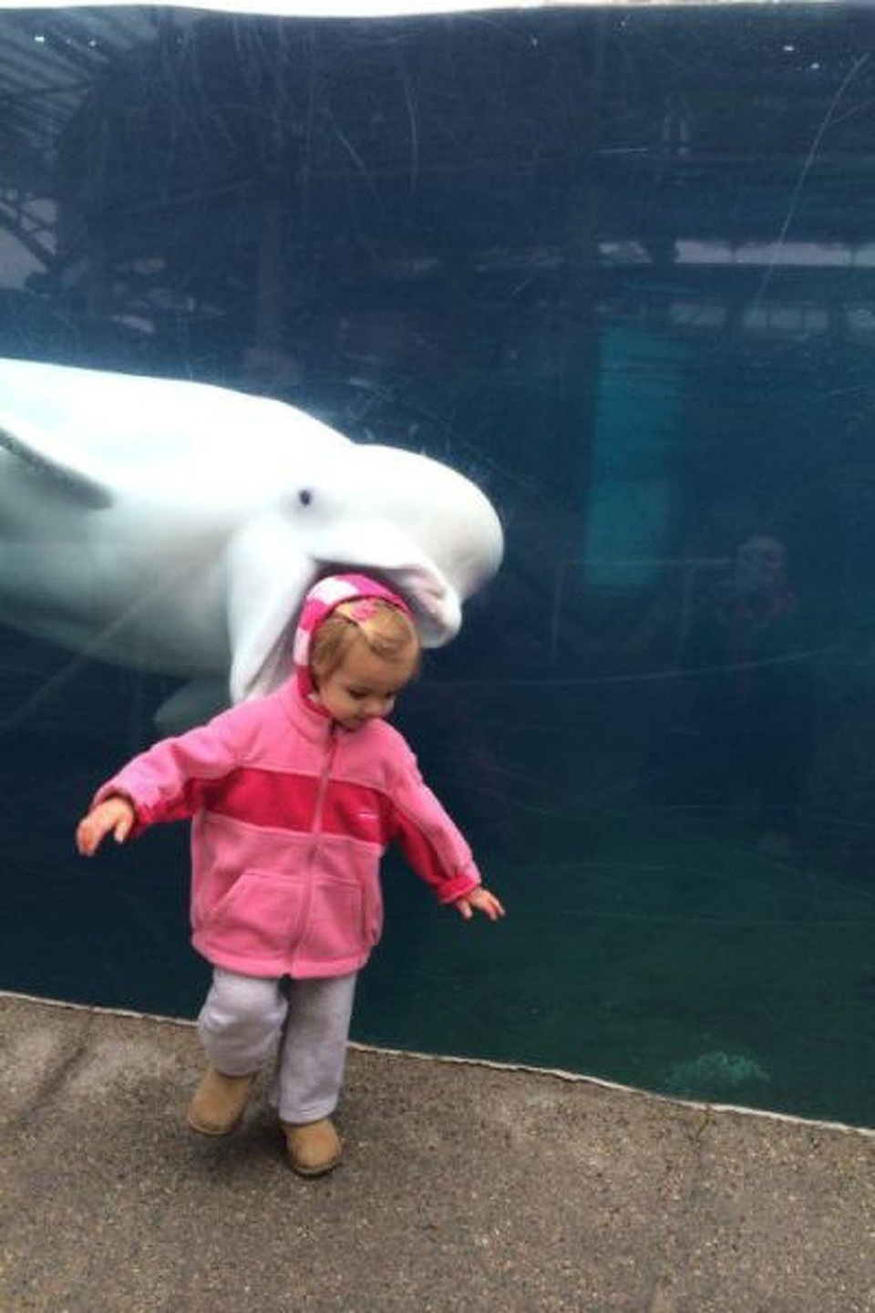 Đôi khi cá heo cũng muốn đổi hương vị bằng món... thịt người