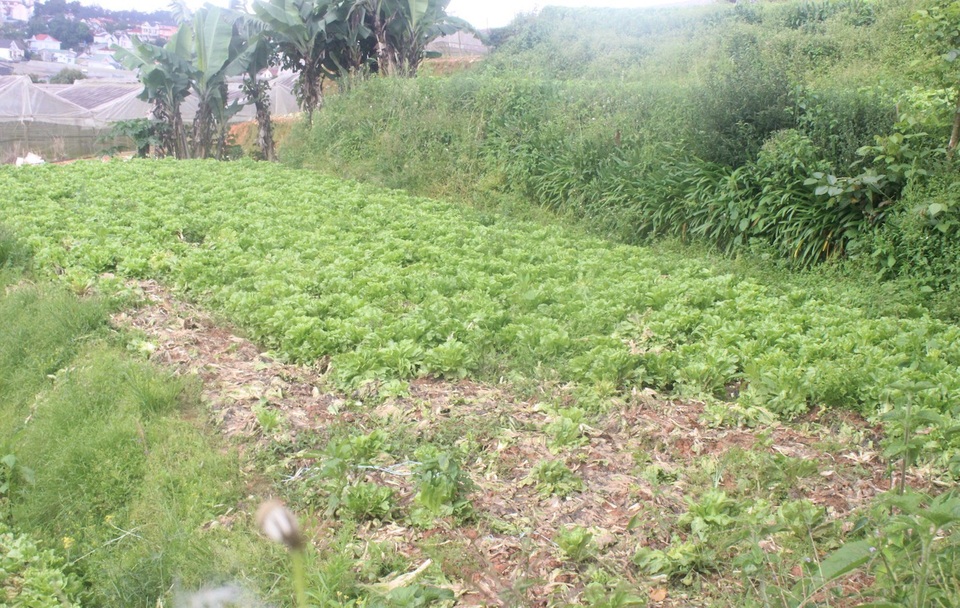 Mưa lớn kéo dài, rau củ Đà Lạt tăng giá chóng mặt - 3 Mưa kéo dài khiến nhiều diện tích rau ngoài trời bị hư hại nên đẩy giá tăng cao