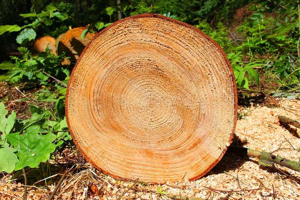 Những bức tranh thiên nhiên kỳ thú của tạo hóa - 7 Những bức tranh thiên nhiên kỳ thú của tạo hóa - 7