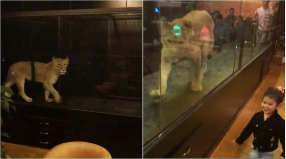 Clip sư tử bị nhốt trong lồng kính mua vui cho khách gây tranh cãi - 1 Clip sư tử bị nhốt trong lồng kính mua vui cho khách gây tranh cãi - 1