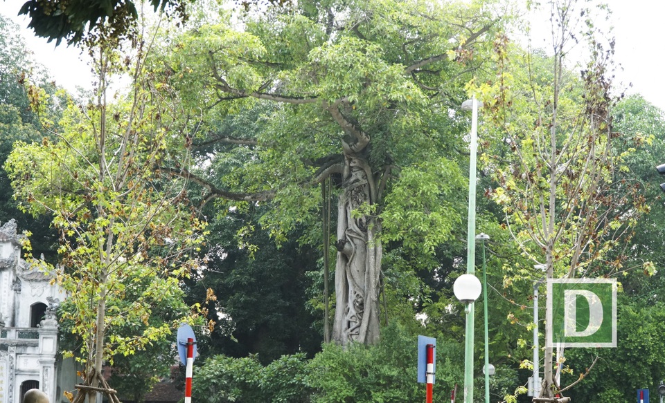 
Cây phong mệt mỏi héo hon trước đền Quán Thánh. Hình ảnh ghi nhận vào sáng 12/7.
