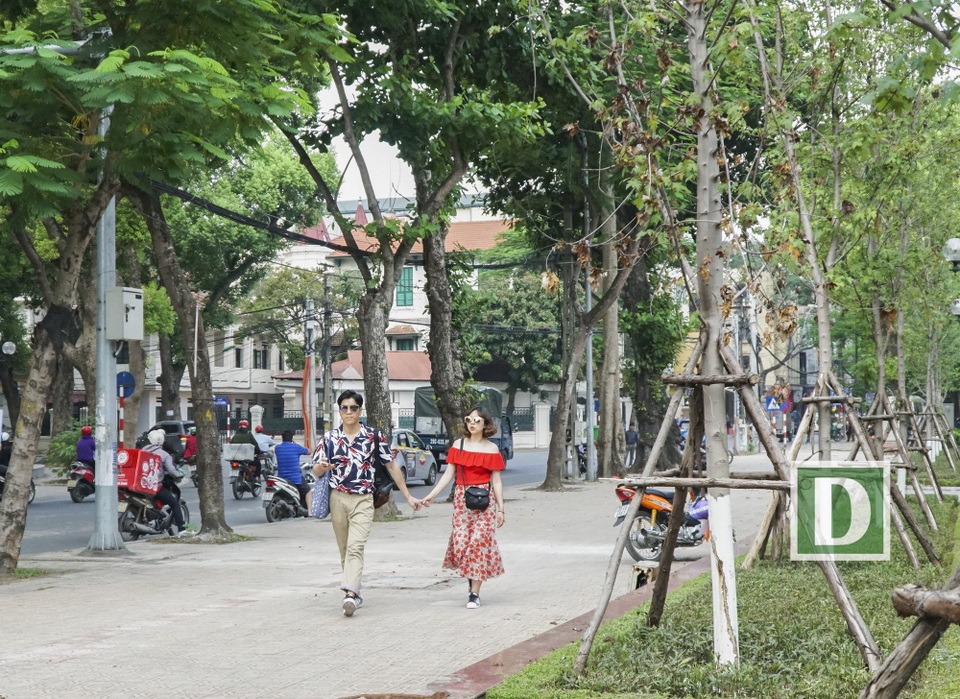 
Chị Vũ Thu Trang – chủ quán cà phê trên đường Thanh Niên chia sẻ: “Đợt nắng nóng vừa qua đã đốt nóng mọi thứ. Cây phong lá đỏ không phải là ngoại lệ. Đợt mới trồng tôi thấy cây phát triển tươi tốt, lá xanh mượt, nhưng gần đây lá cây bắt đầu có hiện tượng bị suy kiệt.
