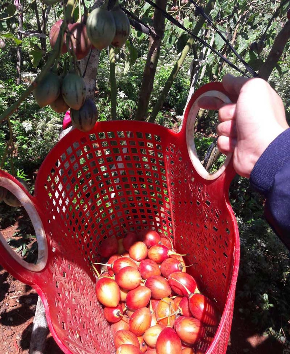 
Theo anh Mạnh Khương, do sản lượng thu hoạch được của các nhà vườn chưa nhiều, trong khi nhu cầu khách mua về ăn lại cực cao. Do đó, các khách thường phải xếp hàng đặt mua trước vài ba ngày.
