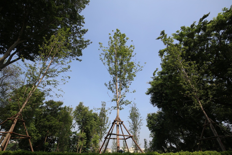 
Hàng phong gần hồ Gươm cũng vậy, tuyệt đẹp dưới bầu trời trong xanh thăm thẳm
